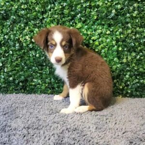Miniature Australian Shepherd Puppy