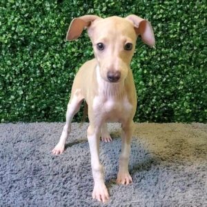 Italian Greyhound Puppy