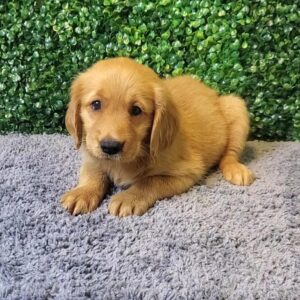 Golden Retriever Puppy