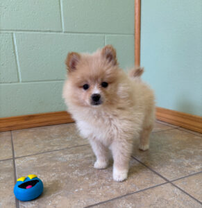 Pomeranian Puppy