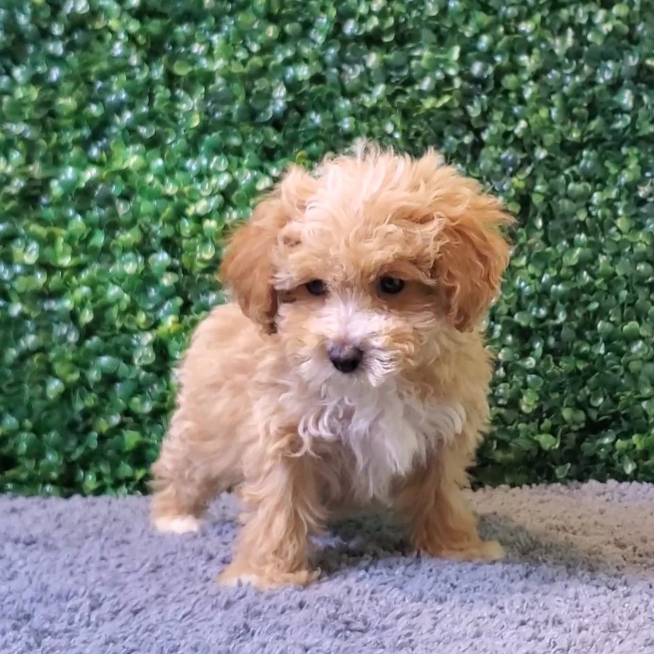 Fawn - Poodle/Pekingese - Image 2
