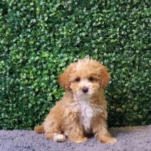 Poodle/Pekingese Puppy