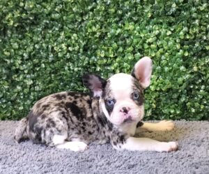 French Bulldog Puppy