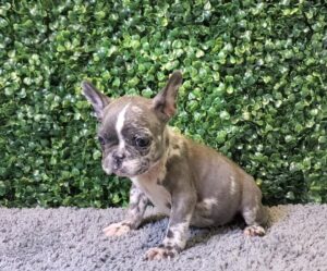 French Bulldog Puppy