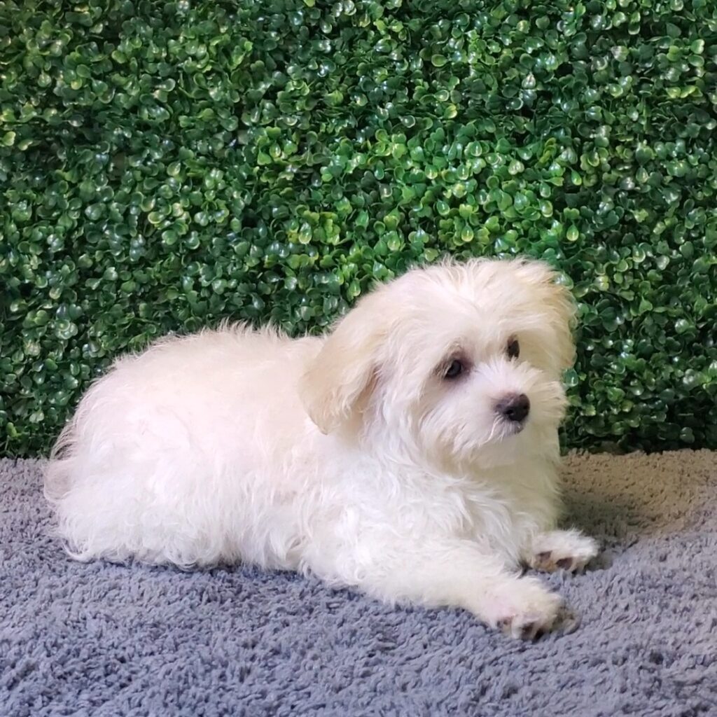 Spike - Havanese - Image 2