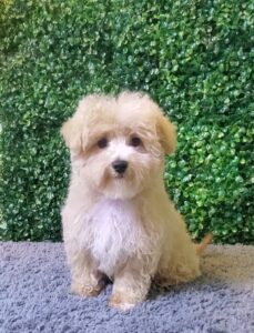 Maltipoo Puppy