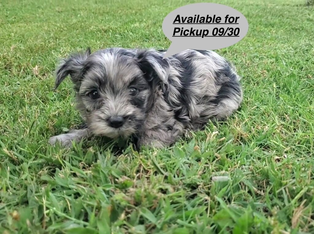 Valor - Yorkshire Terrier - Image 1