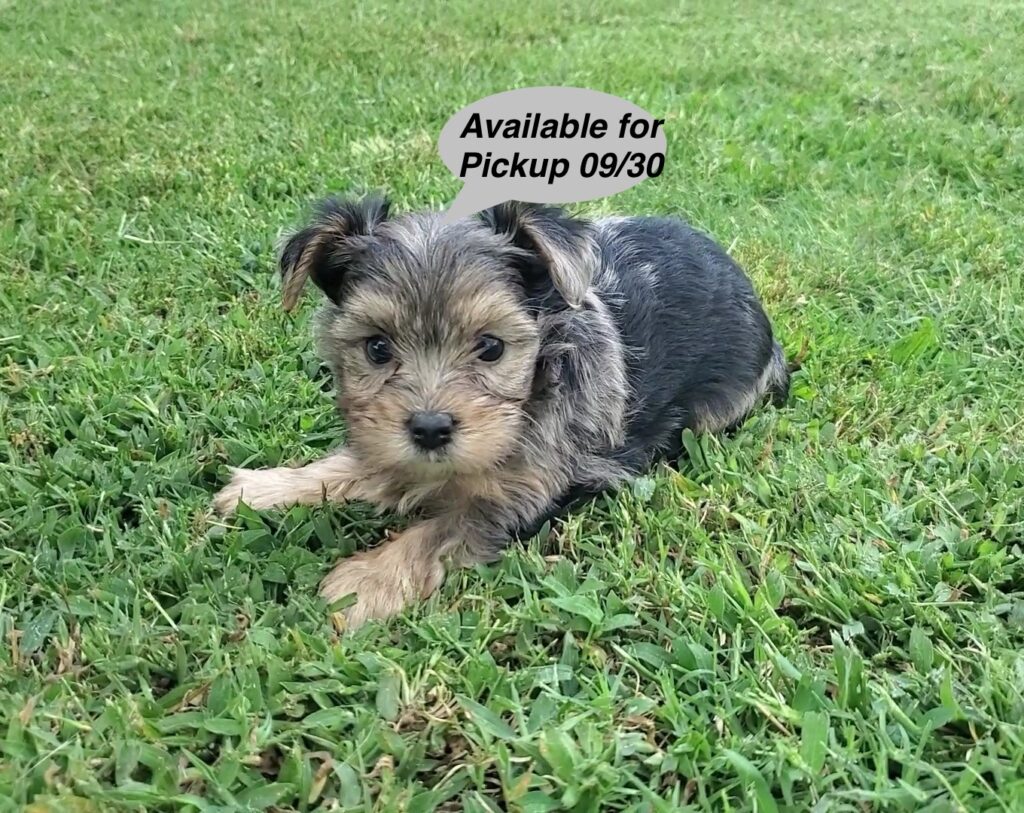 Hamilton - Yorkshire Terrier - Image 1