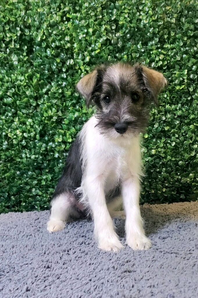 Indie - Schnoodle - Image 1