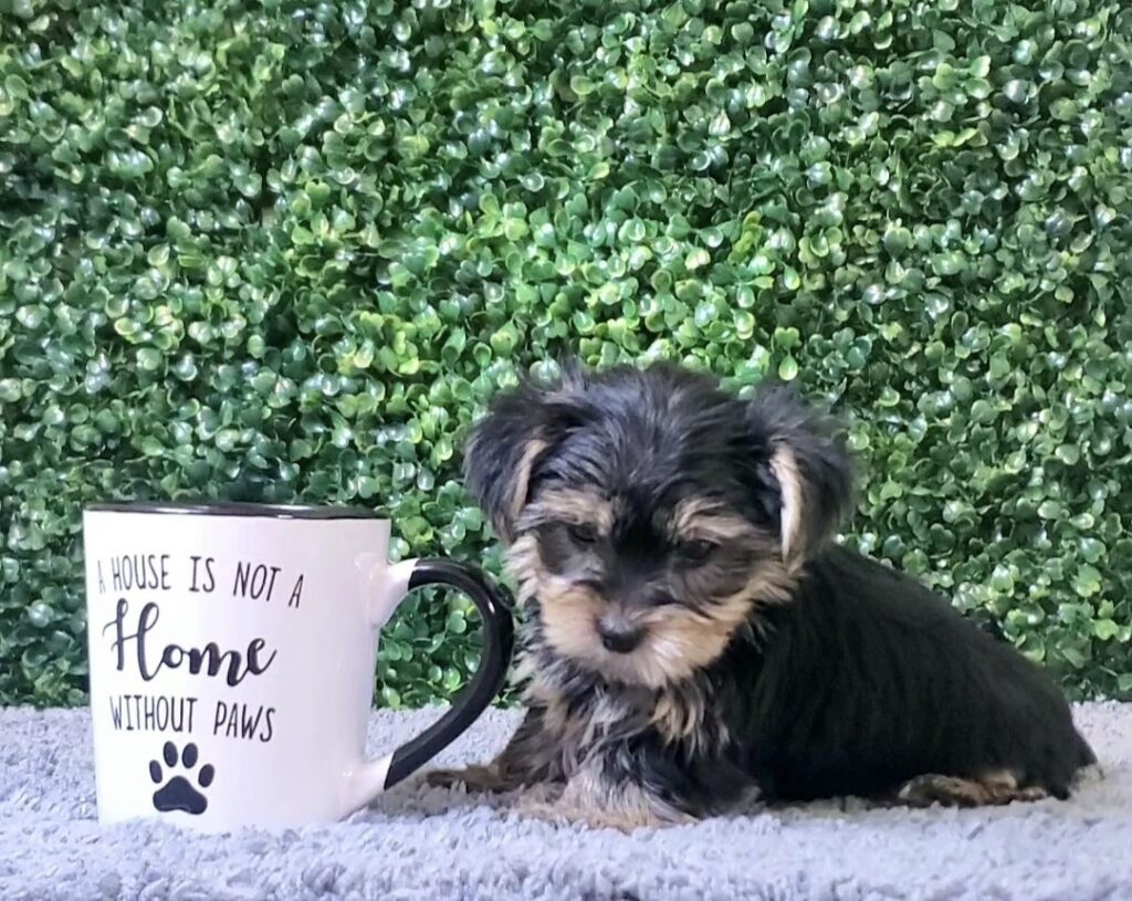Rachel - Teacup Yorkie - Image 1