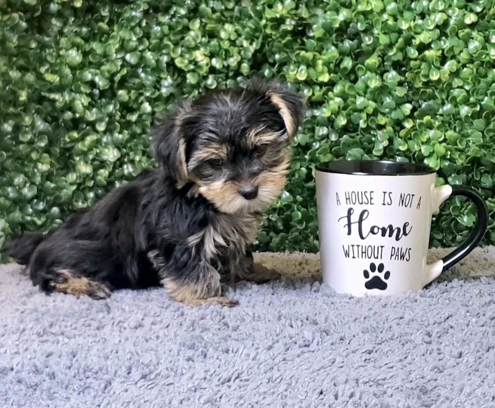 Rachel - Teacup Yorkie - Image 2