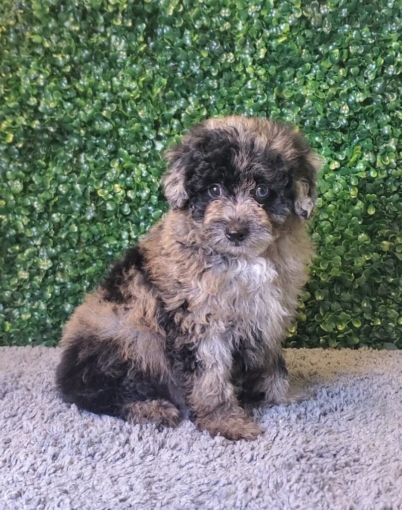 Ringo - Mini Poodle - Image 1