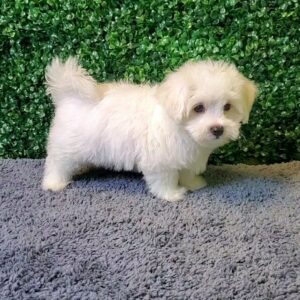 Maltese