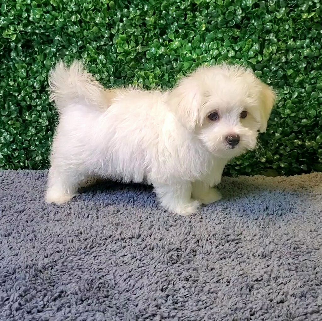 Finnick - Maltese - Image 1