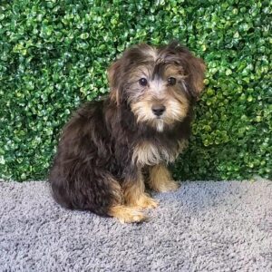 Yorkie Poo Puppy