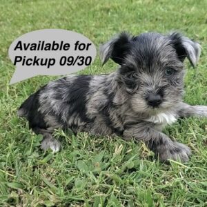 Yorkie