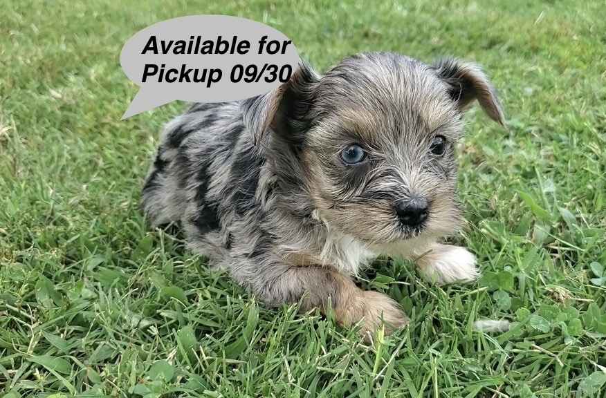 Clarissa - Yorkshire Terrier - Image 1