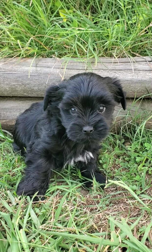 Juno - Yorkshire Terrier - Image 1