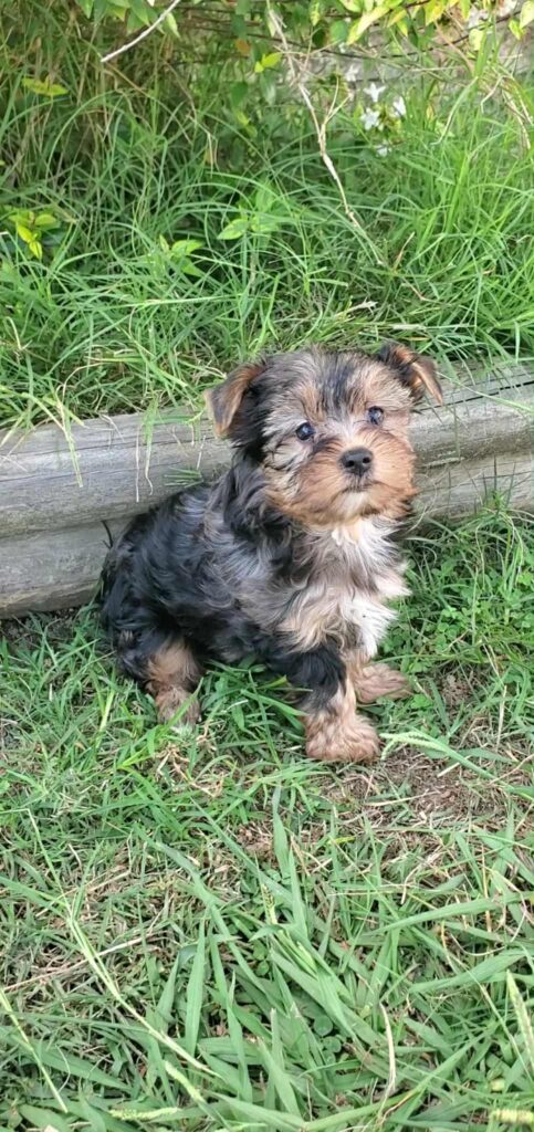 Junie - Yorkshire Terrier - Image 1